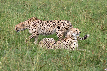Cheetah brotherhood looking for prey and danger on the green plains after some rains in the Masai Mara Game Reserve in Kenya