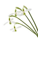 White flowers of snowdrop, lat. Galanthus nivalis,  isolated on white background