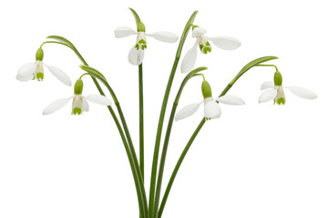 White flowers of snowdrop, lat. Galanthus nivalis,  isolated on white background