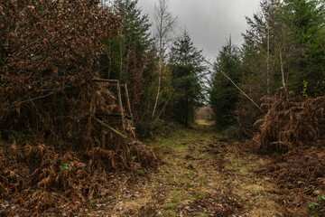 Une ballade en automne en forêt