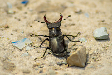 stag beetle on the ground