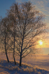 Fototapeta na wymiar Magic frosty winter morning. Three slender birch trees on the agriculture field during sunrise. The field is covered with a thick layer of white snow. Blue sky with sun rising in the background