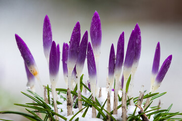 Purple Crocus flowers covered growing in a bed of snow and grass with a bokeh background. Crocus is a genus of flowering plant in the iris family comprising 90 species of perennials growing from corms