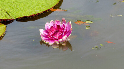 pink water lily © Memetic Pictures