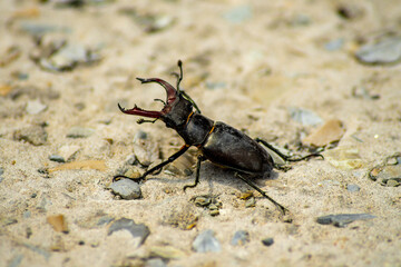 stag beetle on the ground