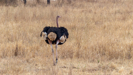 ostrich in the savannah