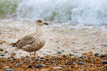 Heuglin's gull (Larus fuscus heuglini) or the Siberian gull (photographed in Brighton, UK. Not sure about the exact species)