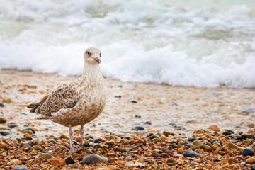 Heuglin's gull (Larus fuscus heuglini) or the Siberian gull (photographed in Brighton, UK. Not sure about the exact species)