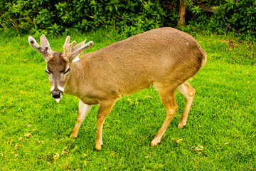 Ciervo (Venado), de bosque, majestuoso ciervo observando el ambiente, en una tarde tranquila y placentera, sierra del Ecuador