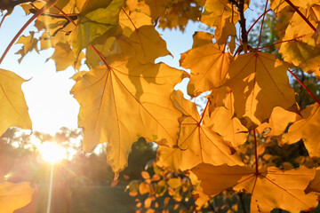The setting sun illuminates the maple leaves