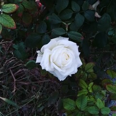 rose in the garden