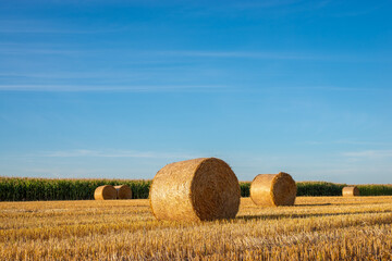 Straw bales on agricultural field. Raral landscape