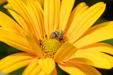 Bee pollinates a beautiful yellow flower.