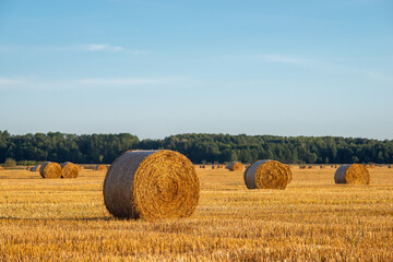 Evening landscape of straw bales after the harvest of rye. Rural landscape