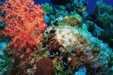 Naklejka na ściany i meble Underwater world. Trepang head among beautiful corals.