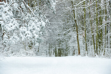Europe forest in winter after heavy snowing