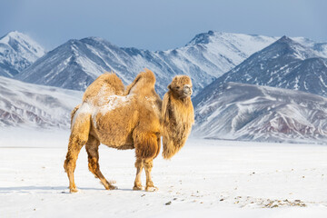 Bactrian camel in winter landscape - obrazy, fototapety, plakaty