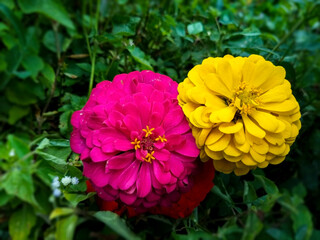 wild flowers by the roadside