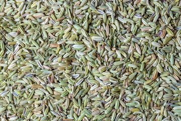 Dried fennel seeds on the white background