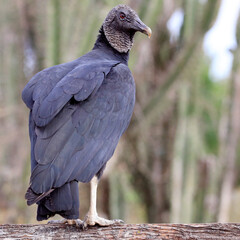 Isolated Black Vulture (Coragyps atratus) perched on a fence