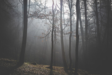 Fototapeta premium Foggy, autumn morning on a forest lake , Goransko jezero 
