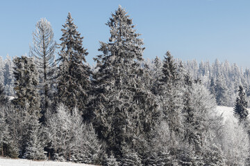 Winter landscape of Poland in snow 