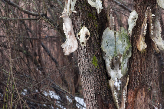 Bone totem in the middle of the forest 
