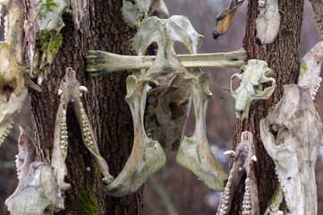 Bone totem in the middle of the forest 