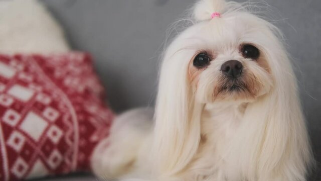 Close up view of maltese dog lying on sofa indoors