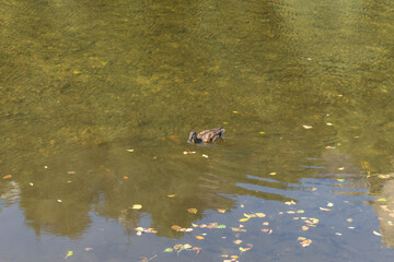 Duck swim in Tera river in the town of Puebla de Sanabria, Spain.