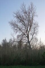 Fototapeta premium montignoso