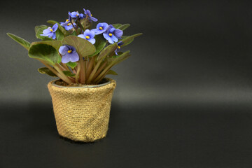 Bouquet of snowdrops