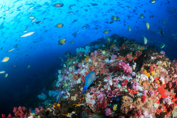 Fototapeta na wymiar Beautiful tropical coral reef with soft corals and colour at Black Rock in the Mergui Archipelago of Burma