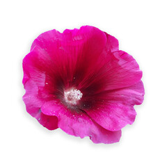 pink mallow flower isolated on white background 