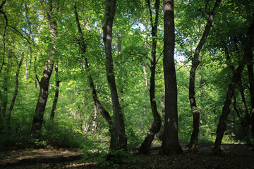 Crooked trees in the forest, sunshine on the green trees.