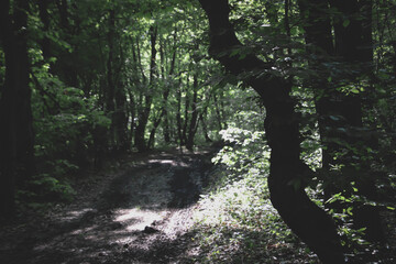 Off road in the forest and a crooked tree and sunshine.