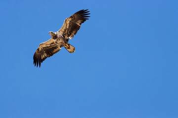 Obraz premium Golden Eagle in Flight