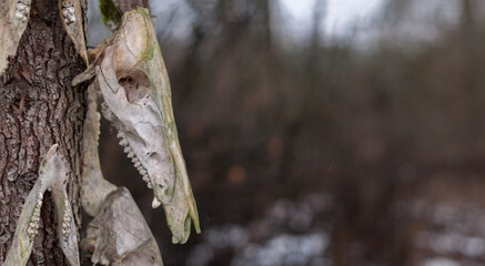 Bone totem in the middle of the forest