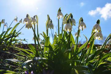 Obraz premium Blumen im Frühling - Maiglöckchen 1