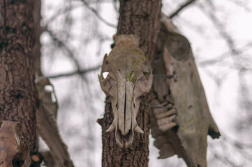 Bone totem in the middle of the forest