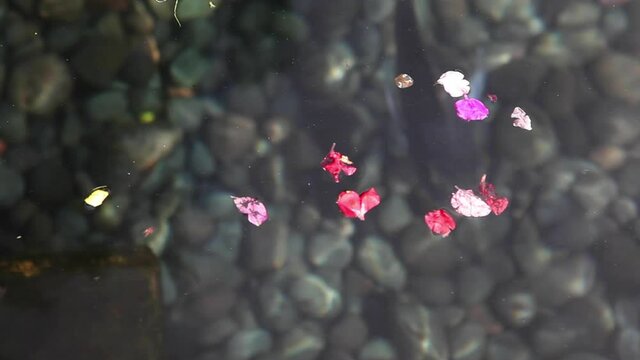 Fish swimming in crystalline water, Indonesia temple