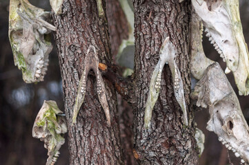 Bone totem in the middle of the forest