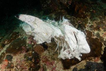Dead, rotting shark underwater following recent blast fishing of the coral reef (Mergui...