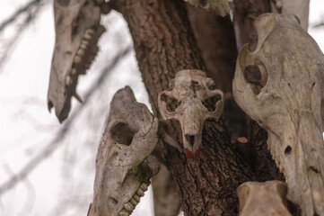 Bone totem in the middle of the forest