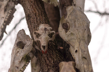 Fototapeta na wymiar Bone totem in the middle of the forest