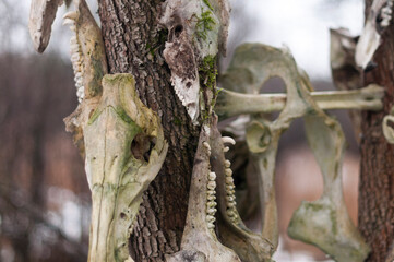 Bone totem in the middle of the forest