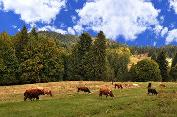 Cows on green field with forest and blue sky in the background