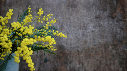 branches of yellow mimosa on dark old wooden background.