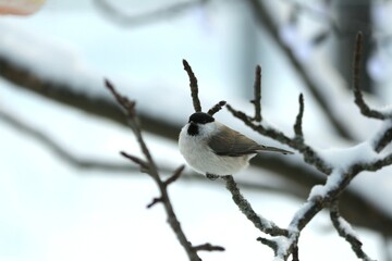 Willow tit sits on a snow-covered curved apple tree branch on a cold winter day. Fluffy tit in a black cap on a tree branch in winter. Fluffy tit in a black cap on a tree branch. Poecile montanus