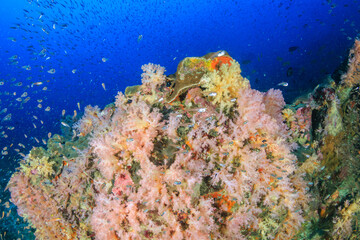 Naklejka na ściany i meble Beautiful, colorful soft corals on a tropical reef in the Mergui Archipelago, Myanmar